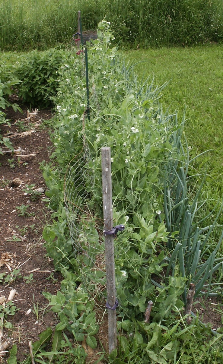 Vertical Gardening Ideas Grow More Food in Less Space