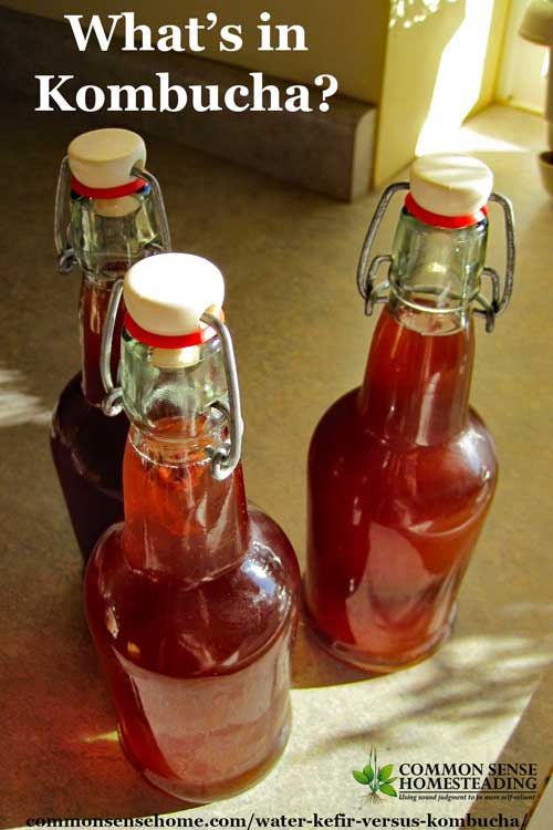 Water Kefir versus Kombucha - Comparison of water kefir and kombucha, their microorganisms, flavors, brewing techniques and effects in the body.