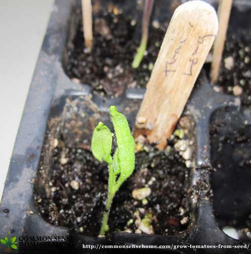 How to Grow Tomatoes from Seed - Save money and grow more varieties by starting your own tomato plants. Tips for soil, containers, transplanting and troubleshooting.