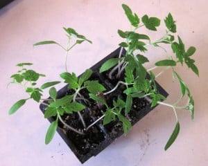 crowded tomato seedlings
