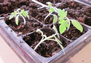 transplanted tomato seedlings
