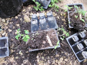 spilled seedlings 1