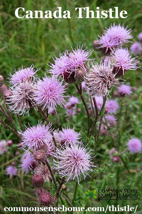 Weekly Weeder #3 - Thistle range and identification, uses for food and medicine, wildlife uses and how to get rid of thistles in the yard and garden.