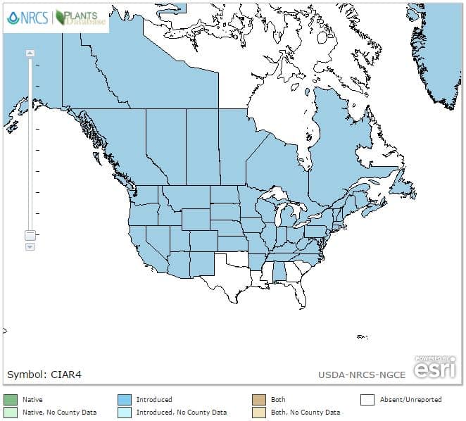 Canada thistle range in North America
