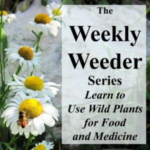 Common Chickweed - Stellaria media - Weekly Weeder #2