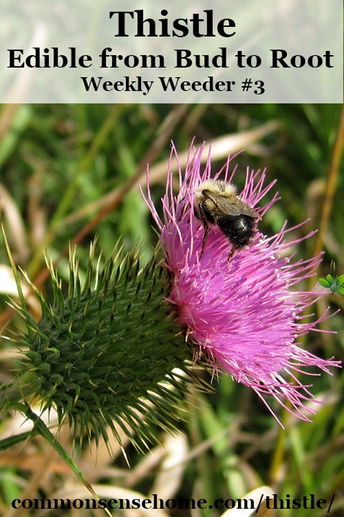 Weekly Weeder #3 - Thistle range and identification, uses for food and medicine, wildlife uses and how to get rid of thistles in the yard and garden.