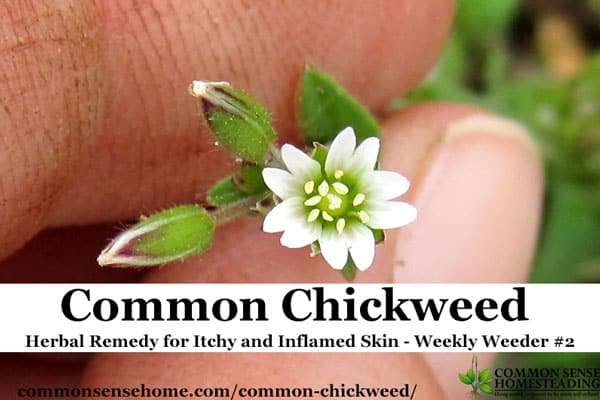 Range and identification of common chickweed, plus tips for using chickweed for food, medicine and wildlife, and controlling chickweed in the garden.
