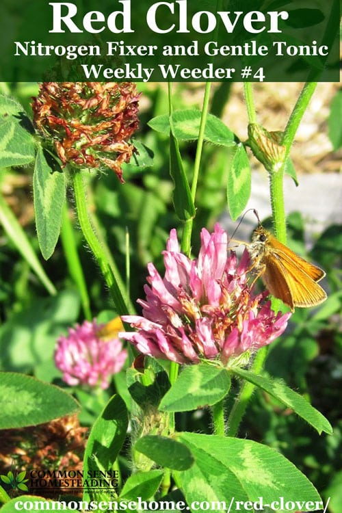 Red clover, Trifolium pratense - range and identification, wildlife uses, harvesting and using red clover for food and medicine.
