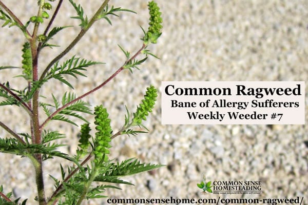 Common Ragweed - Ambrosia artemisiifolia- range and identification, ragweed as food and habitat for wildlife, medicinal uses of ragweed, ragweed control.