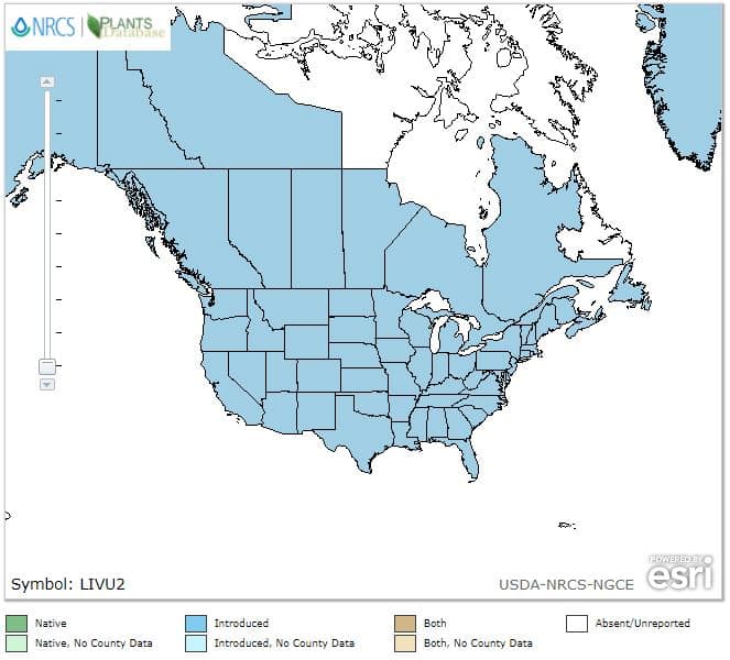 USDA Plant Profile Range map for Linaria vulgaris