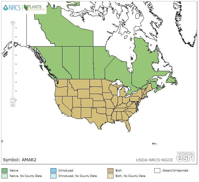 Ragweed USDA range map