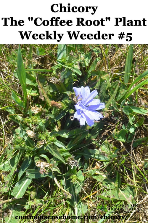 Chicory, Chicorium intybus - Range and Identification, wildlife associations, food and medicinal uses, how to make chicory coffee.
