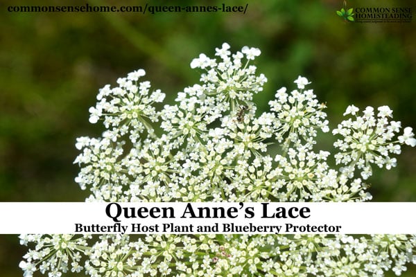 Queen Anne's lace plant (Daucus Carota) also known as wild carrot. Weekly Weeder #6 - Range and identification, food and medicinal use, craft uses.