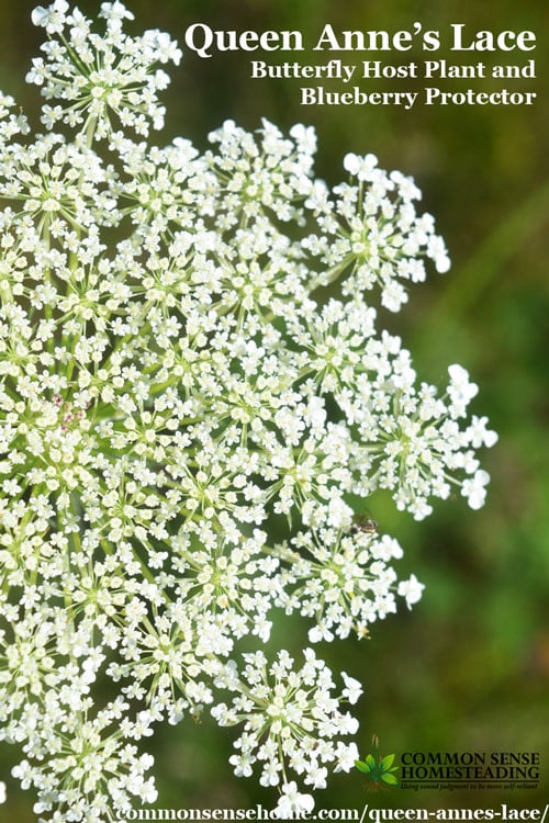 Queen Anne's lace plant (Daucus Carota) also known as wild carrot. Weekly Weeder #6 - Range and identification, food and medicinal use, craft uses.