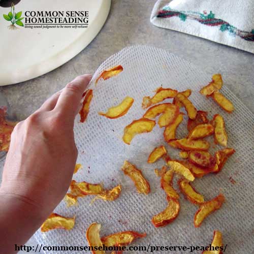Preserve peaches to enjoy year round through canning, dehydrating, freezing, freeze drying or jam. Simple step-by-step instructions make it easy!