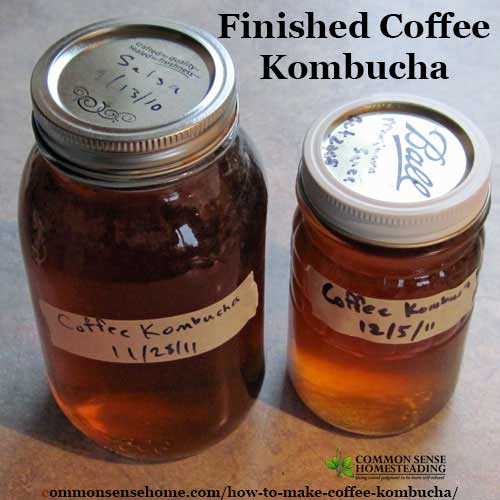 How to brew Coffee Kombucha with a kombucha SCOBY and sweetened coffee for a probiotic twist on your morning coffee habit.