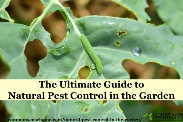 From ants to squash vine borers, organic and natural pest control for 20 common garden pests, plus tips for encouraging beneficial insects & other allies.