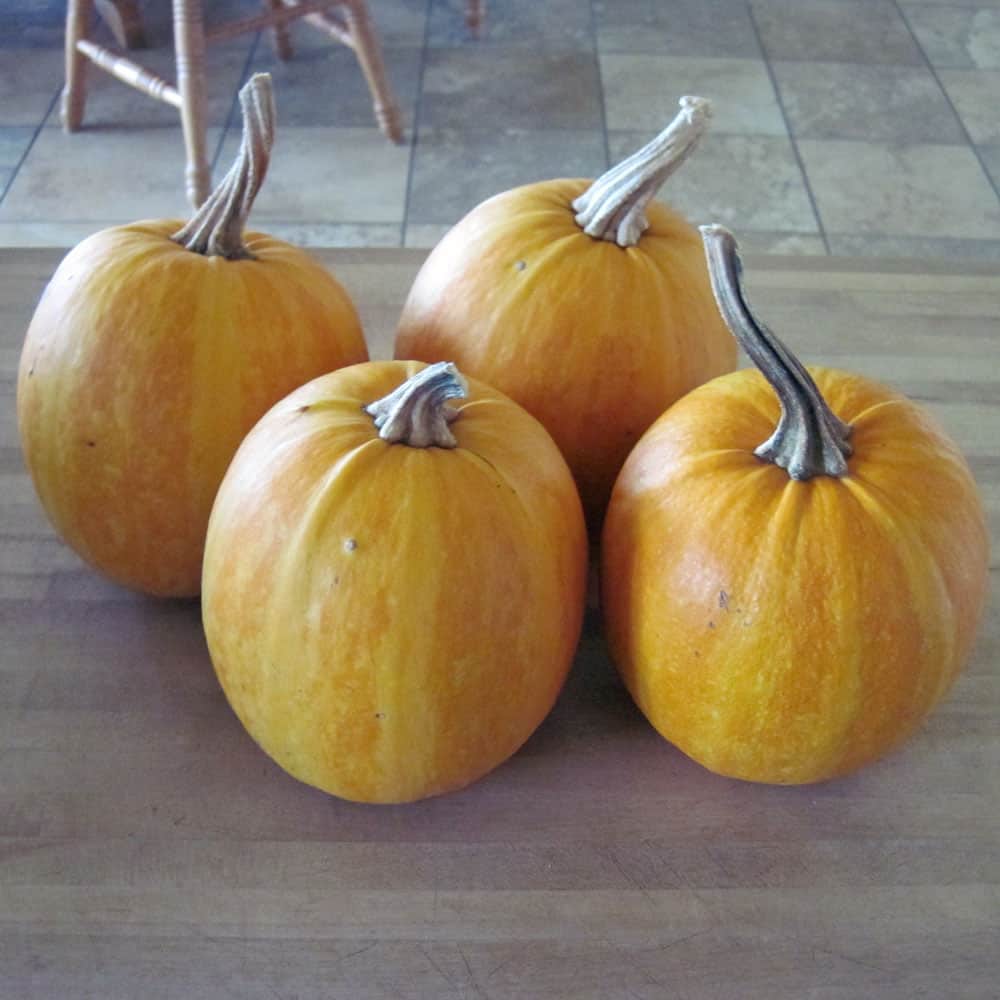 Grow Your Own Pepitas With Naked Seeded Pumpkins Hot Sex Picture