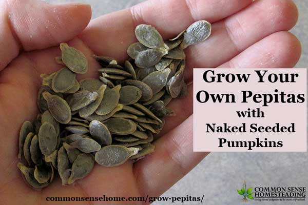 Ever wondered how they get the hulls off of pepitas? Choose hulless or oil seed pumpkins to grow pepitas in your home garden for a healthy, delicious snack. 