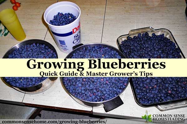 Quick guide to growing blueberries at home, plus detailed information to help you plant blueberries and produce your best blueberry harvest ever.