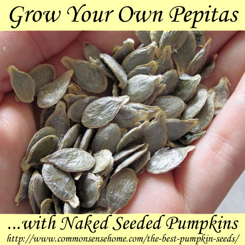 Grow Your Own Pepitas With Naked Seeded Pumpkins