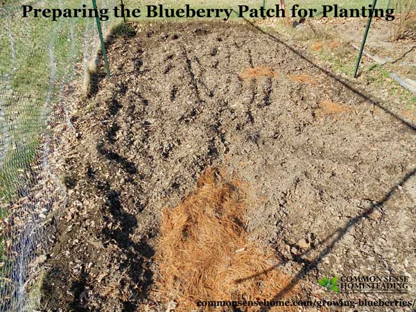 Quick guide to growing blueberries at home, plus detailed information to help you plant blueberries and produce your best blueberry harvest ever