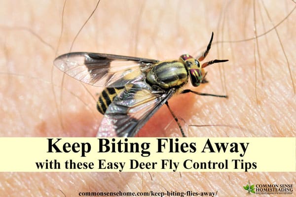 Keep biting flies away from your head with this simple Boy Scout trick, plus other deer fly control tips and deer fly deterrents for yard or campground.