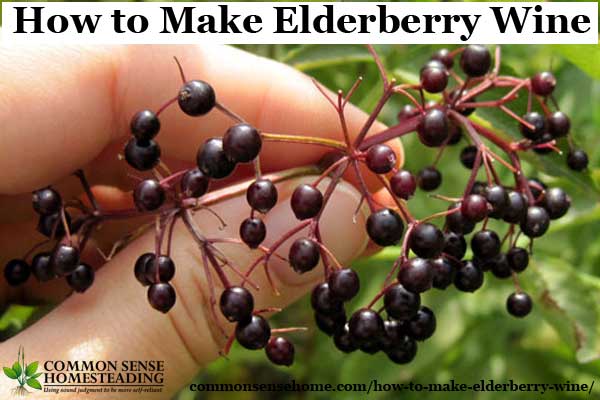 Two recipes for old fashioned elderberry wine, plus tips for finding elderberries in the wild, and cleaning and processing the elderberries with less mess.