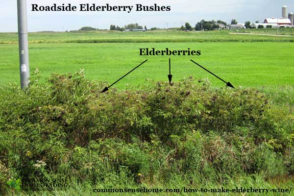 How to find elderberry bushes and make elderberry wine.