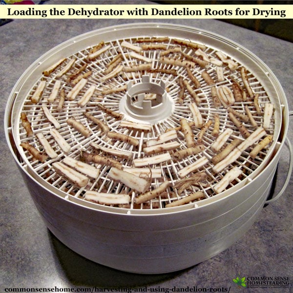 Harvesting and Using Dandelion Roots - Learn about the best time to dig dandelion roots, preserving dandelion roots, and dandelion root home remedies.