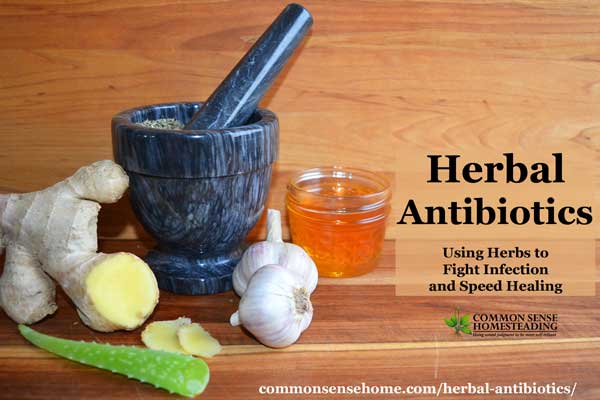 Herbal antibiotics may be an effective alternative for treating drug resistant bacteria. Herbs have been used ward off colds & flu, and speed wound healing.