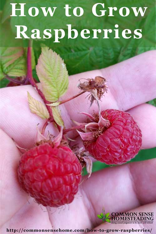 How to Grow Raspberries: Raspberry Growing Requirements - Soil, Location, Water, Mulch. Difference between Summer Bearing and Fall Bearing Raspberries.