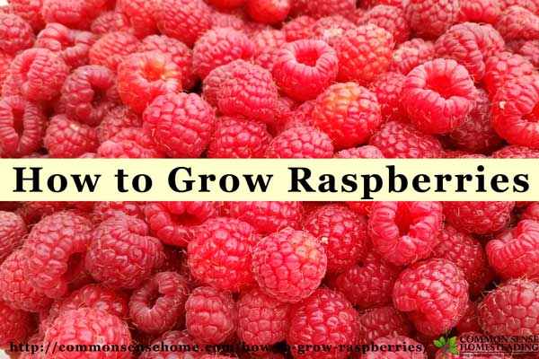 How to Grow Raspberries: Raspberry Growing Requirements - Soil, Location, Water, Mulch. Difference between Summer Bearing and Fall Bearing Raspberries.