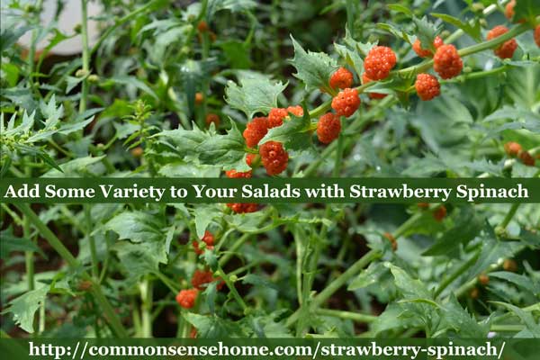 Strawberry Spinach - Also known as strawberry blite, this self-seeding annual adds color and texture to summer salads with its edible leaves and berries.