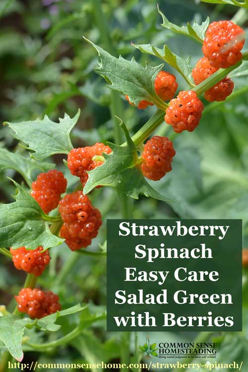 Strawberry Spinach - Also known as strawberry blite, this self-seeding annual adds color and texture to summer salads with its edible leaves and berries.