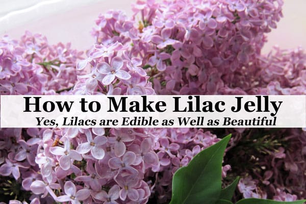 This easy Lilac Jelly recipe that can be adapted for other edible flowers. Turn an abundance of lilac blossoms into a unique edible gift or homemade treat.