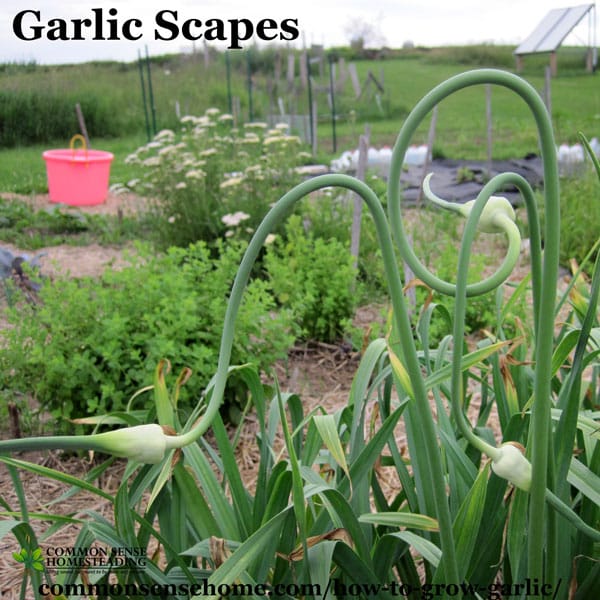 Learn how to grow garlic and get two harvests from one plant with yummy garlic scapes. Includes storage tips and explanation of garlic types.