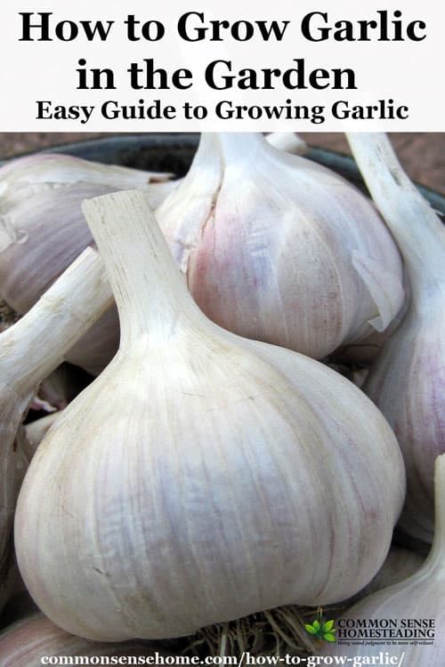 Learn how to grow garlic and get two harvests from one plant with yummy garlic scapes. Includes storage tips and explanation of garlic types.