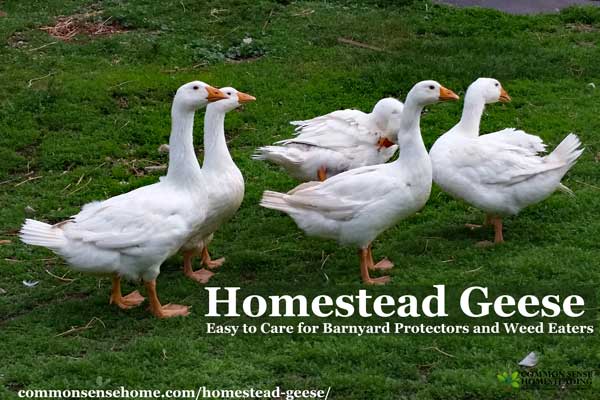 Homestead Geese - Which Goose Breed Should I Get? When Should You Get Geese? What Do Geese Need for Shelter & Food? Are Geese Aggressive?