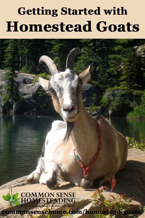 Homestead Goats - What breed should you choose? Five Popular Dairy Goat Breeds for the Homestead. Basic goat care - What Do You Need to Raise Goats?