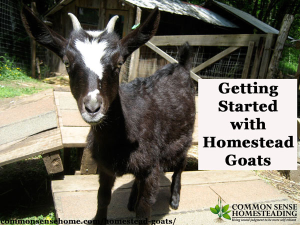 Homestead Goats - What breed should you choose? Five Popular Dairy Goat Breeds for the Homestead. Basic goat care - What Do You Need to Raise Goats?