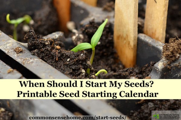 When should I start seeds? Seed starting tips with printable seed starting calendar. Covers indoor seeding, outdoor transplanting and outdoor seeding.
