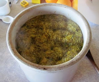 How to Make Dandelion Wine and Cookies - A homemade dandelion wine recipe that is easy to make and historically "deemed medicinal for the ladies", plus a quick cookie cookie recipe for the kids.