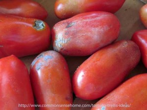 damaged-tomatoes