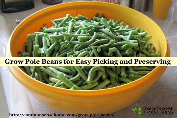 3 Reasons to grow pole beans instead of bush beans, step by step growing instruction, the best pole bean trellis and pole bean varieties, how to save seed.