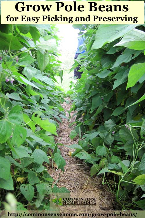 3 Reasons to grow pole beans instead of bush beans, step by step growing instruction, the best pole bean trellis and pole bean varieties, how to save seed.