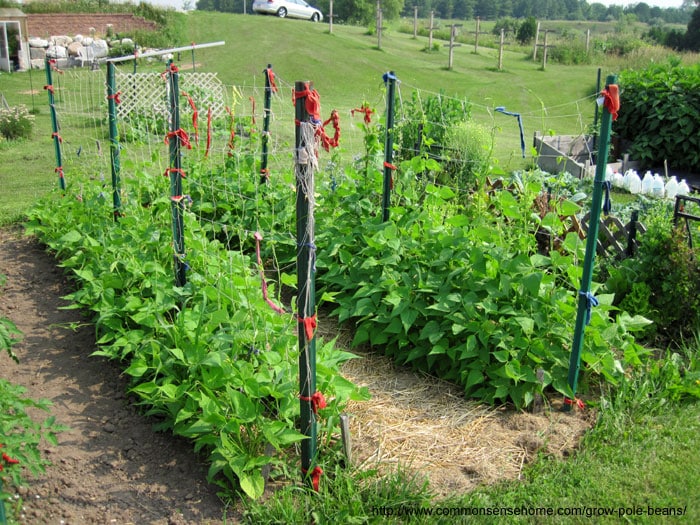 Why Pole Beans are Better Than Bush Beans. Pole Bean Planting Basics. Best Varieties to Plant. Boosting production and trellising for easy picking.