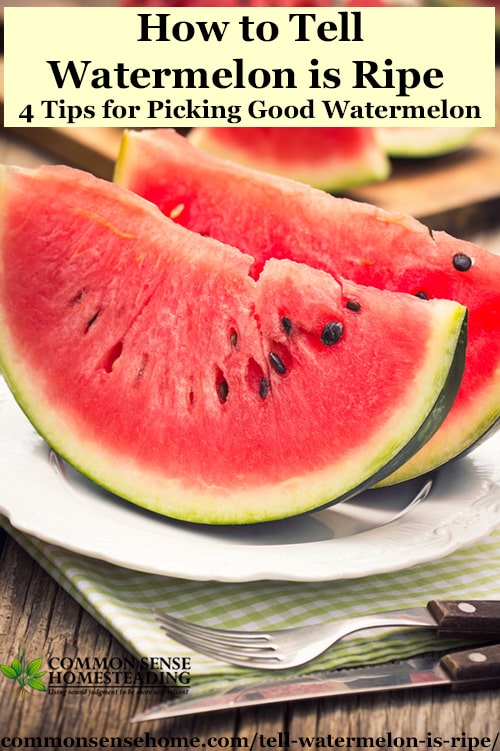 Good watermelon or bad watermelon? 4 Clues to tell watermelon is ripe on the vine or at the grocery store or farmers market, plus how to store watermelon