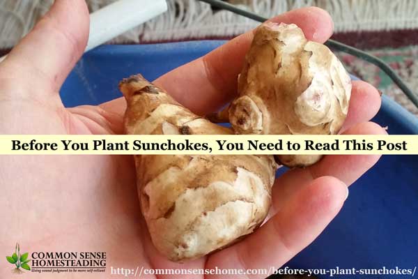Sunchokes, also know as Jerusalem artichokes, are promoted for their health benefits, but you need to plan ahead before adding them to your garden.