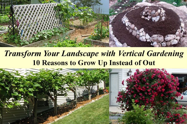 Transform Your Landscape with Vertical Gardening - 10 Reasons to Garden Up Instead of Out to improve your home landscape, make your garden healthier and more productive and create visual interest.